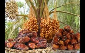 dates fruit